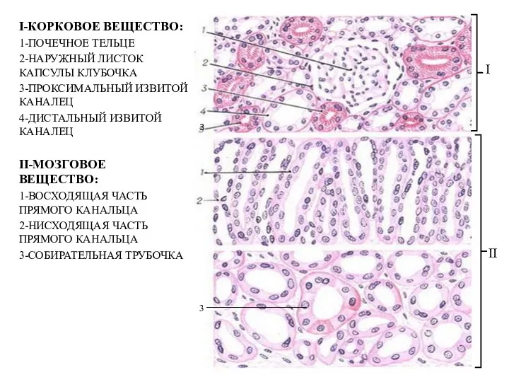 ІІ І-КОРКОВОЕ ВЕЩЕСТВО: 1-ПОЧЕЧНОЕ ТЕЛЬЦЕ 2-НАРУЖНЫЙ ЛИСТОК КАПСУЛЫ КЛУБОЧКА 3-ПРОКСИМАЛЬНЫЙ