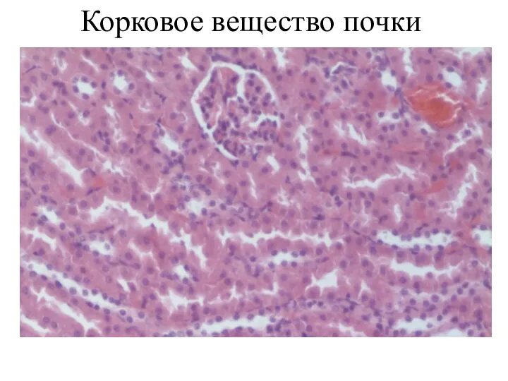 Корковое вещество почки