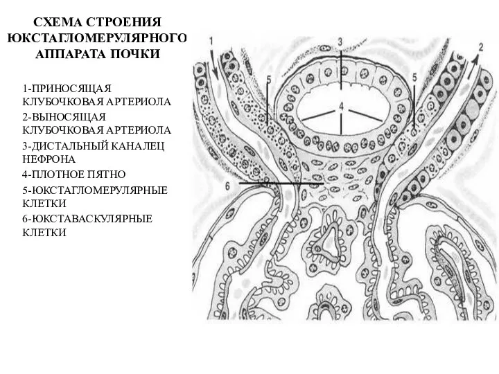 СХЕМА СТРОЕНИЯ ЮКСТАГЛОМЕРУЛЯРНОГО АППАРАТА ПОЧКИ 1-ПРИНОСЯЩАЯ КЛУБОЧКОВАЯ АРТЕРИОЛА 2-ВЫНОСЯЩАЯ КЛУБОЧКОВАЯ