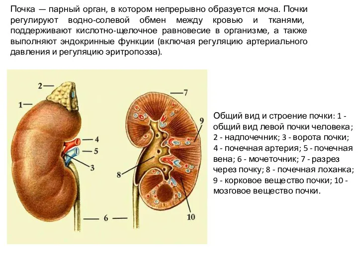 Почка — парный орган, в котором непрерывно образуется моча. Почки