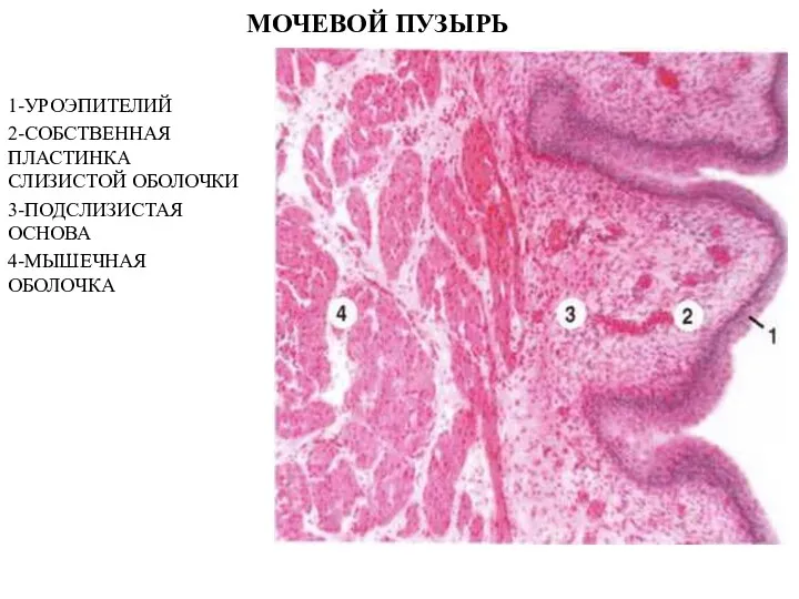 МОЧЕВОЙ ПУЗЫРЬ 1-УРОЭПИТЕЛИЙ 2-СОБСТВЕННАЯ ПЛАСТИНКА СЛИЗИСТОЙ ОБОЛОЧКИ 3-ПОДСЛИЗИСТАЯ ОСНОВА 4-МЫШЕЧНАЯ ОБОЛОЧКА