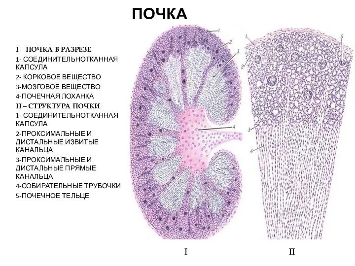 ПОЧКА І – ПОЧКА В РАЗРЕЗЕ 1- СОЕДИНИТЕЛЬНОТКАННАЯ КАПСУЛА 2-