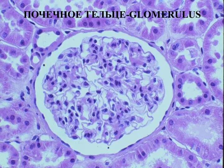 ПОЧЕЧНОЕ ТЕЛЬЦЕ-GLOMERULUS