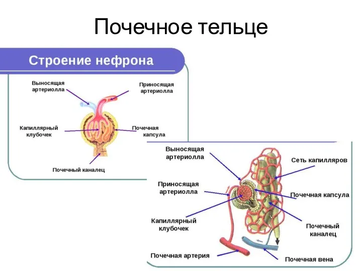 Почечное тельце