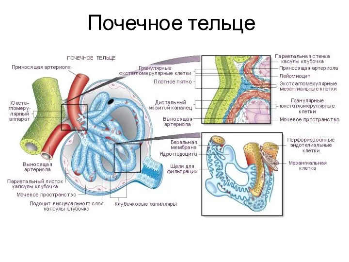 Почечное тельце