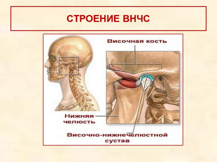 СТРОЕНИЕ ВНЧС