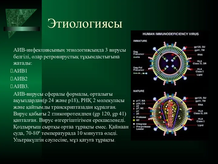 Этиологиясы АИВ-инфекциясының этиологиясында 3 вирусы белгілі, олар ретровирустық тұқымдастығына жатады: