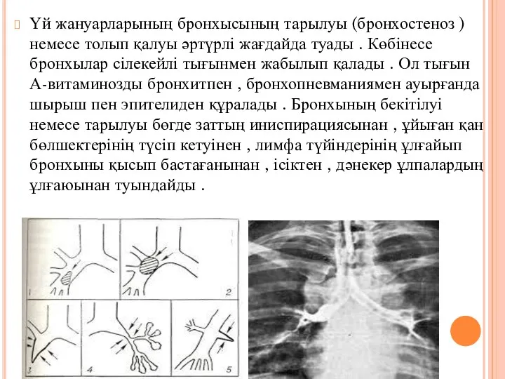 Үй жануарларының бронхысының тарылуы (бронхостеноз ) немесе толып қалуы әртүрлі