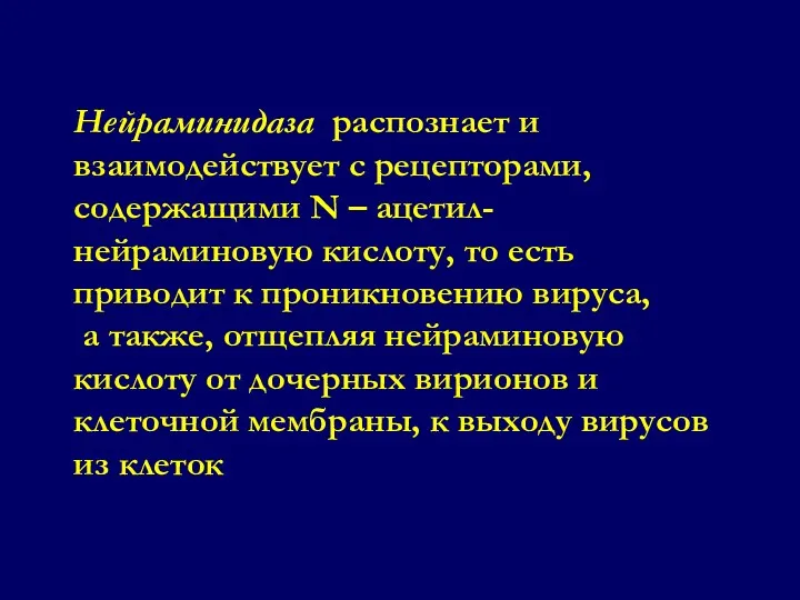 Нейраминидаза распознает и взаимодействует с рецепторами, содержащими N – ацетил-нейраминовую кислоту, то есть