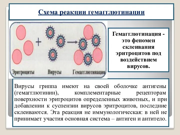 Схема реакции гемагглютинации Гемагглютинация - это феномен склеивания эритроцитов под воздействием вирусов. Вирусы