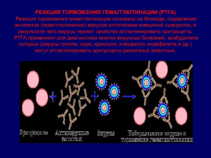 РЕАКЦИЯ ТОРМОЖЕНИЯ ГЕМАГГЛЮТИНАЦИИ (РТГА) Реакция торможения гемагглютинации основана на блокаде, подавлении антигенов (гемагглютининов)