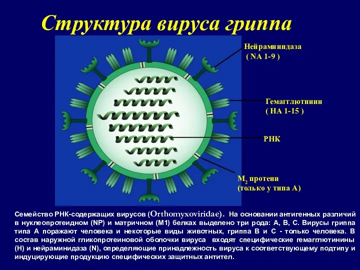 Структура вируса гриппа Cемейство РНК-содержащих вирусов (Orthomyxoviridae). На основании антигенных различий в нуклеопротеидном