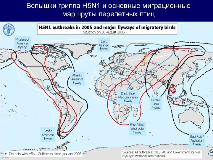 * Вспышки гриппа H5N1 и основные миграционные маршруты перелетных птиц Данные на 30 августа 2005 г.