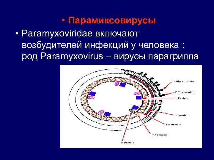 Парамиксовирусы Paramyxoviridae включают возбудителей инфекций у человека : род Paramyxovirus – вирусы парагриппа