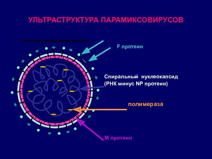 УЛЬТРАСТРУКТУРА ПАРАМИКСОВИРУСОВ Гемагглютинин/нейраминидаза F протеин M протеин Спиральный нуклеокапсид (РНК минус NP протеин) полимераза
