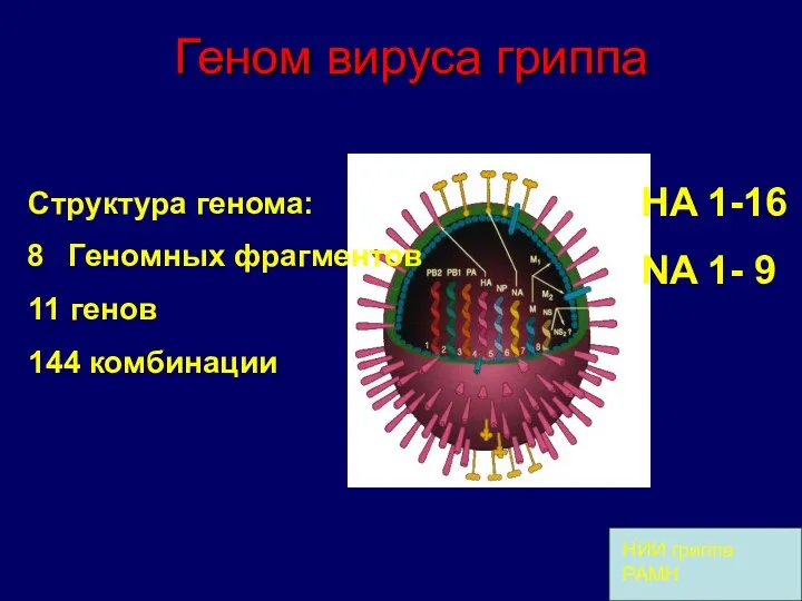 Геном вируса гриппа HA 1-16 NA 1- 9 НИИ гриппа РАМН Структура генома: