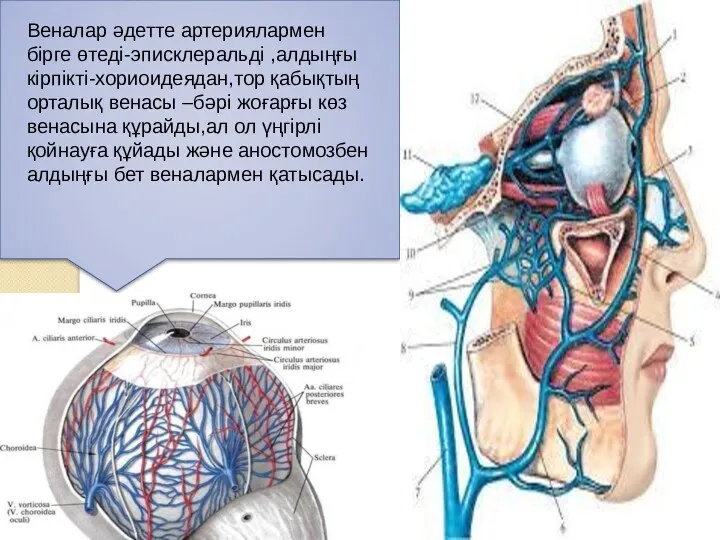 Веналар әдетте артериялармен бірге өтеді-эписклеральді ,алдыңғы кірпікті-хориоидеядан,тор қабықтың орталық венасы –бәрі жоғарғы көз
