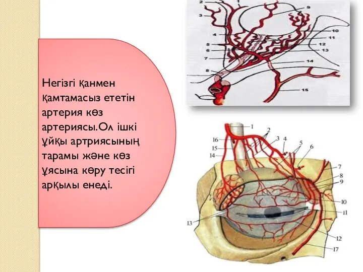 Негізгі қанмен қамтамасыз ететін артерия көз артериясы.Ол ішкі ұйқы артриясының тарамы және көз