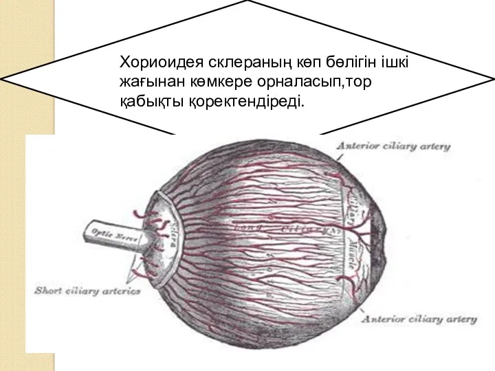 Хориоидея склераның көп бөлігін ішкі жағынан көмкере орналасып,тор қабықты қоректендіреді.