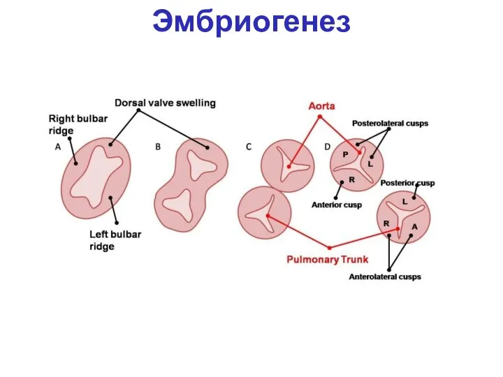 Эмбриогенез