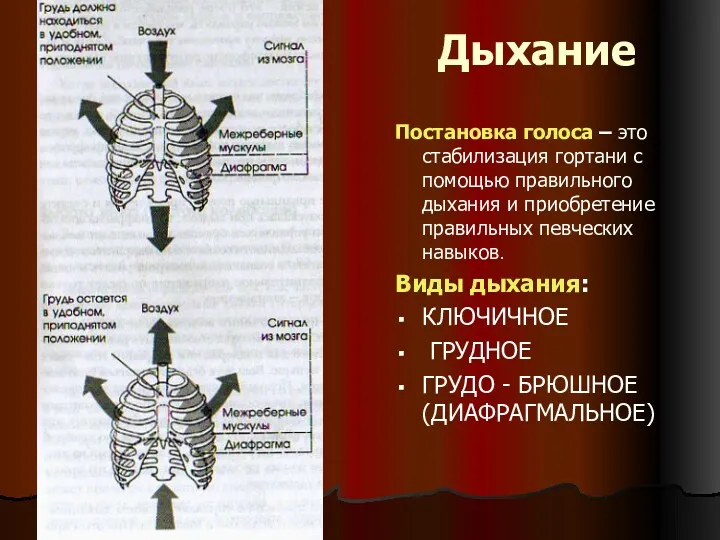 Дыхание Постановка голоса – это стабилизация гортани с помощью правильного