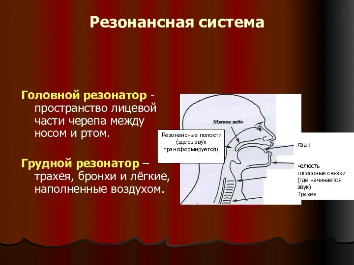 Резонансная система Головной резонатор - пространство лицевой части черепа между