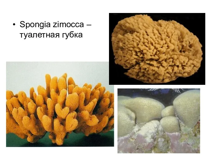 Spongia zimocca – туалетная губка