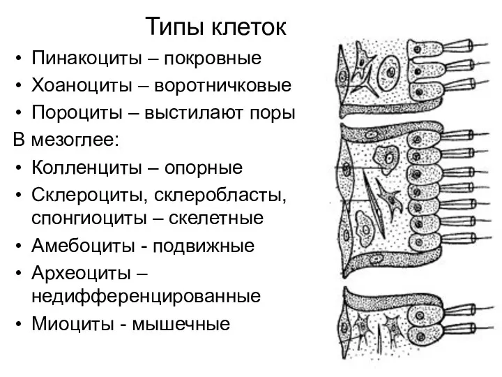 Типы клеток Пинакоциты – покровные Хоаноциты – воротничковые Пороциты –