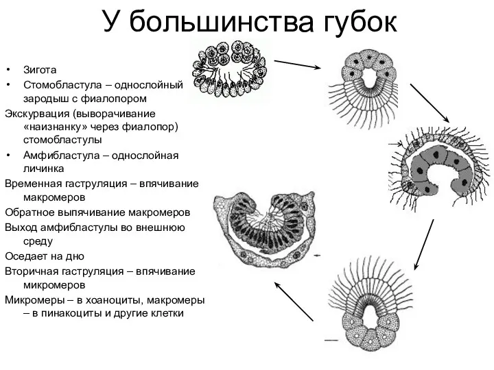 У большинства губок Зигота Стомобластула – однослойный зародыш с фиалопором