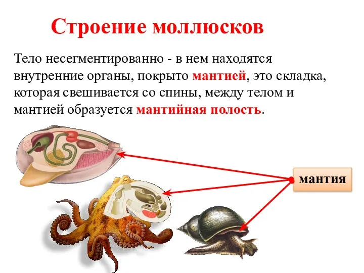 Строение моллюсков Тело несегментированно - в нем находятся внутренние органы,