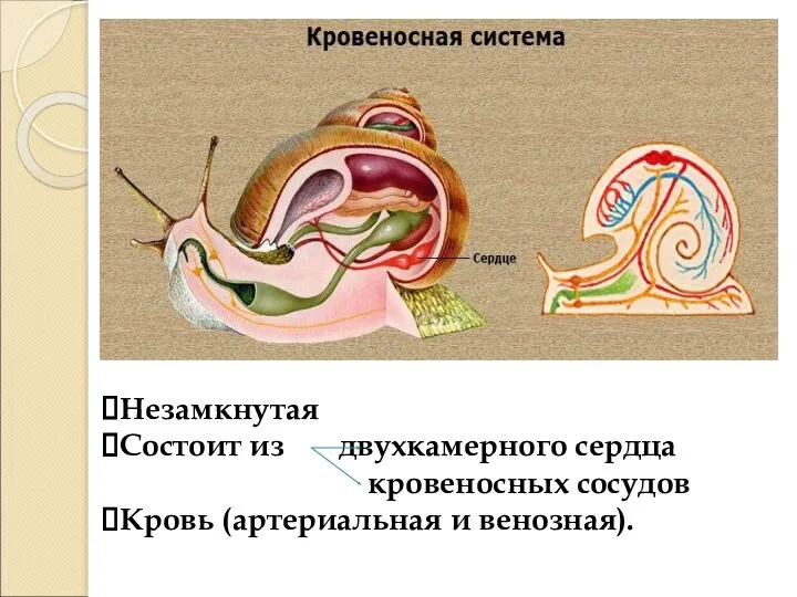 Незамкнутая Состоит из двухкамерного сердца кровеносных сосудов Кровь (артериальная и венозная).