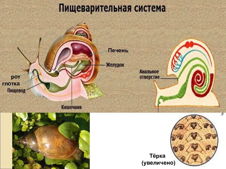 рот Печень Тёрка (увеличено) глотка