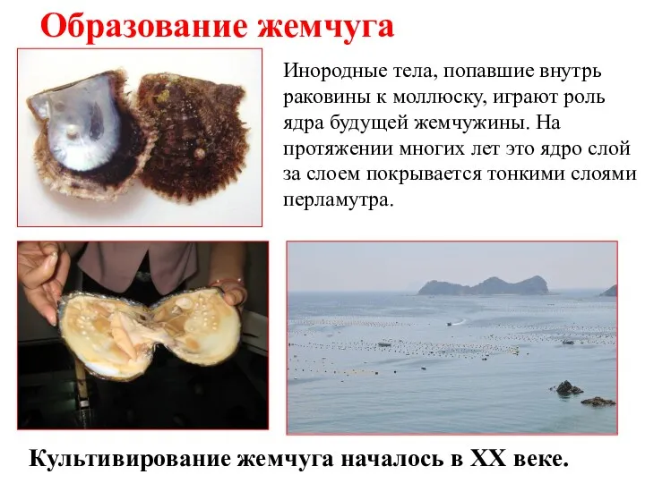 Образование жемчуга Инородные тела, попавшие внутрь раковины к моллюску, играют