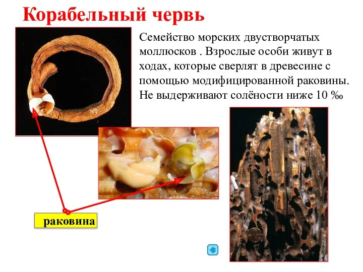 Корабельный червь Семейство морских двустворчатых моллюсков . Взрослые особи живут