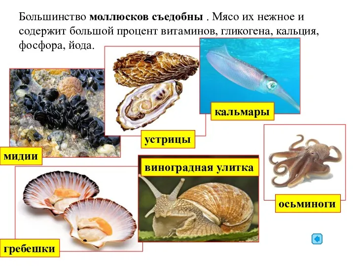 Большинство моллюсков съедобны . Мясо их нежное и содержит большой