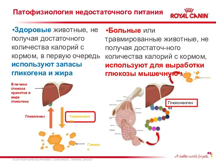 Патофизиология недостаточного питания Здоровые животные, не получая достаточного количества калорий