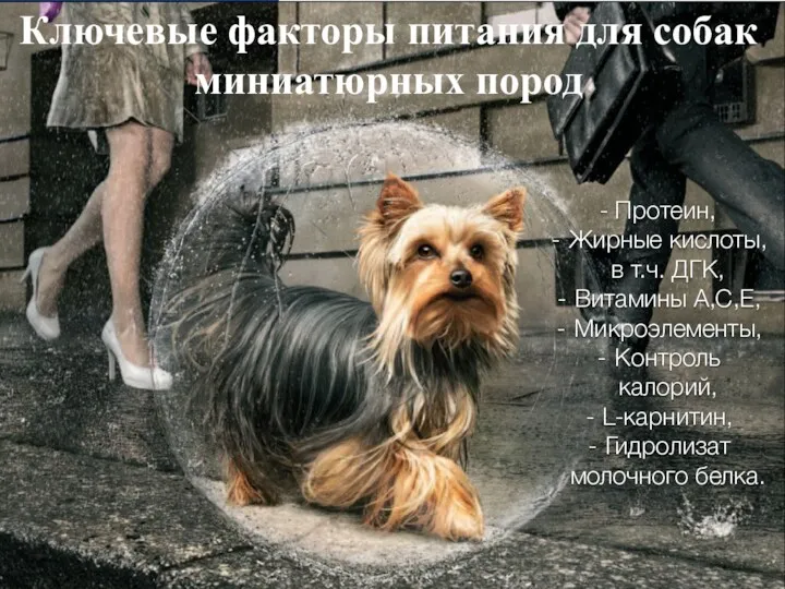 Виталий Андреев к.б.н., доцент, зам. руководителя ветеринарного направления компании Hill’s Pet Nutrition Russia