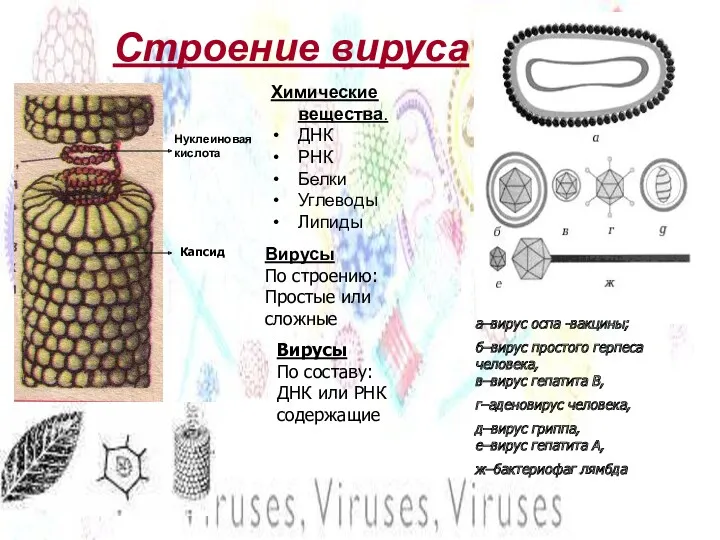 Строение вируса Нуклеиновая кислота Химические вещества. ДНК РНК Белки Углеводы