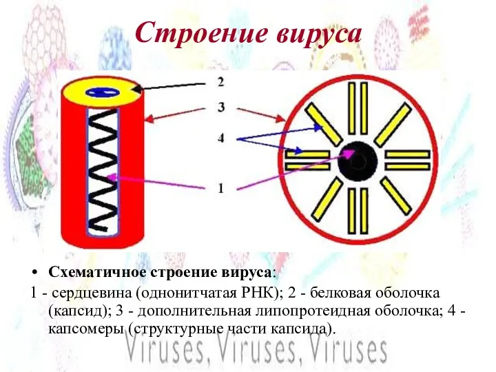 Строение вируса Схематичное строение вируса: 1 - сердцевина (однонитчатая РНК);