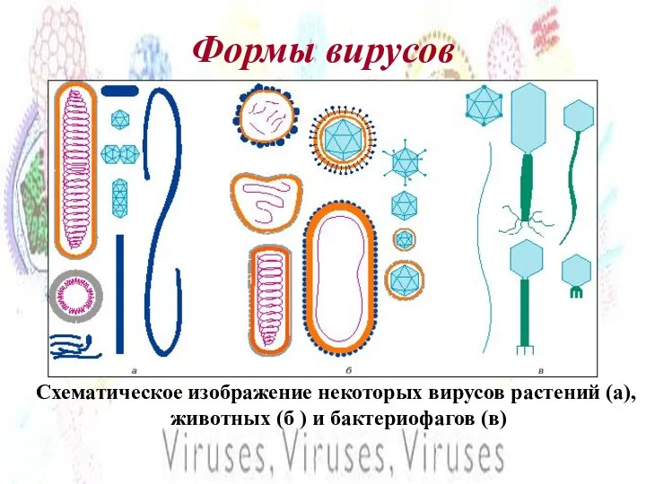 Формы вирусов Схематическое изображение некоторых вирусов растений (a), животных (б ) и бактериофагов (в)