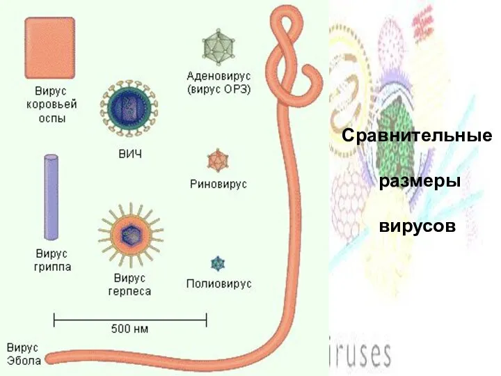 Сравнительные размеры вирусов