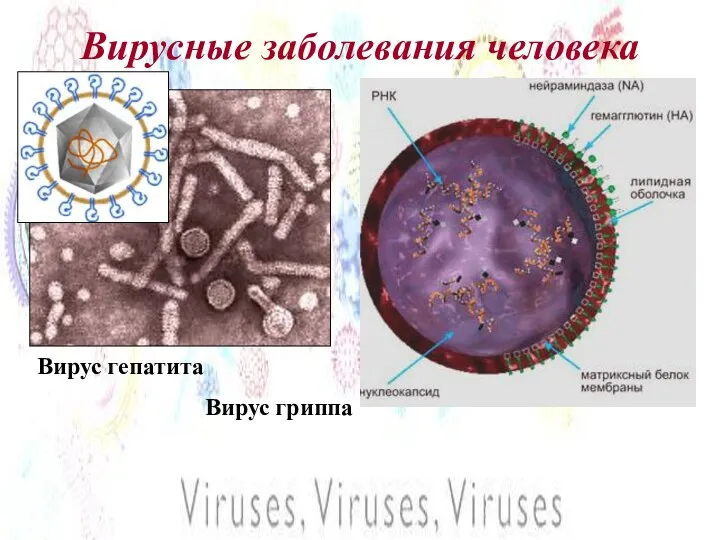 Вирусные заболевания человека Вирус гепатита Вирус гриппа