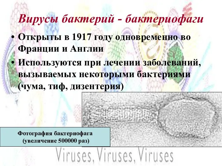 Вирусы бактерий - бактериофаги Открыты в 1917 году одновременно во