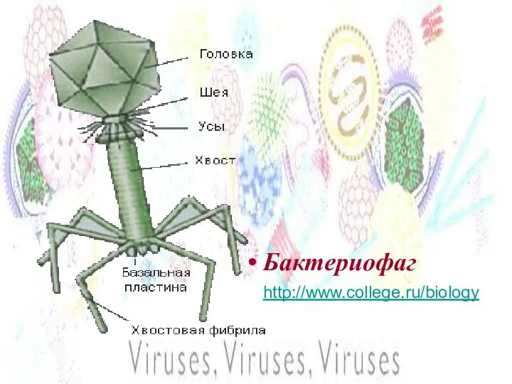 Бактериофаг http://www.college.ru/biology