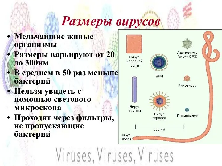 Размеры вирусов Мельчайшие живые организмы Размеры варьируют от 20 до