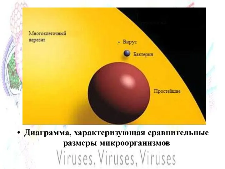 Диаграмма, характеризующая сравнительные размеры микроорганизмов