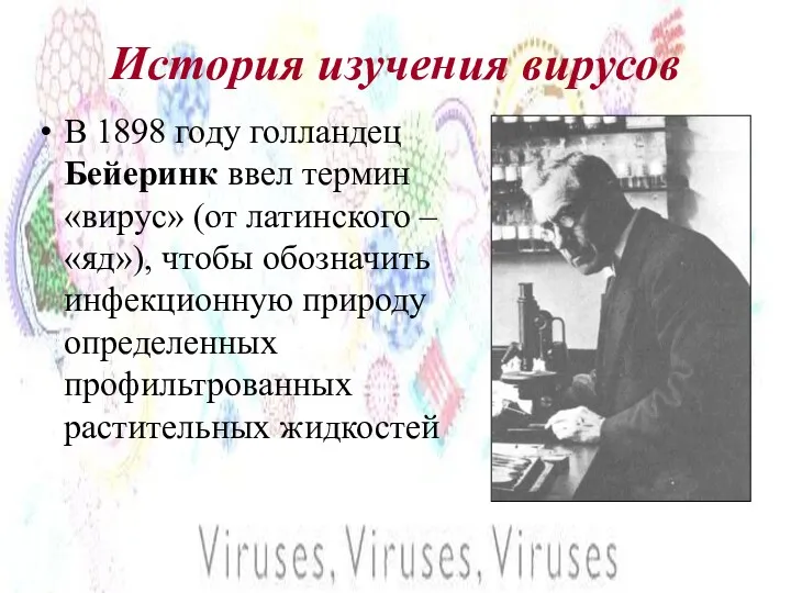 История изучения вирусов В 1898 году голландец Бейеринк ввел термин