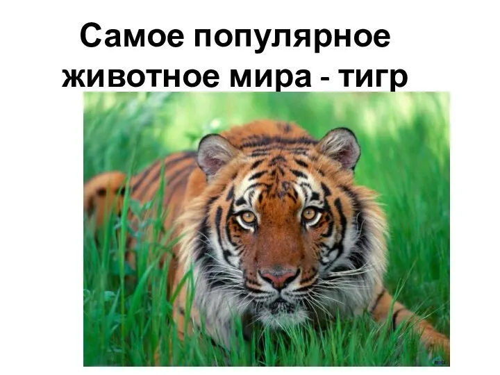 Самое популярное животное мира - тигр