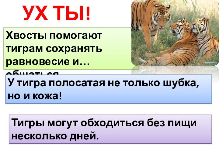 УХ ТЫ! Хвосты помогают тиграм сохранять равновесие и… общаться. У