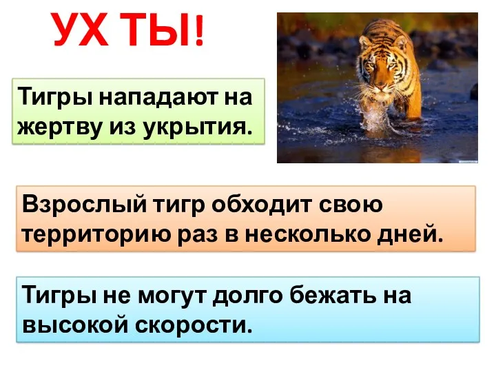 УХ ТЫ! Тигры нападают на жертву из укрытия. Взрослый тигр